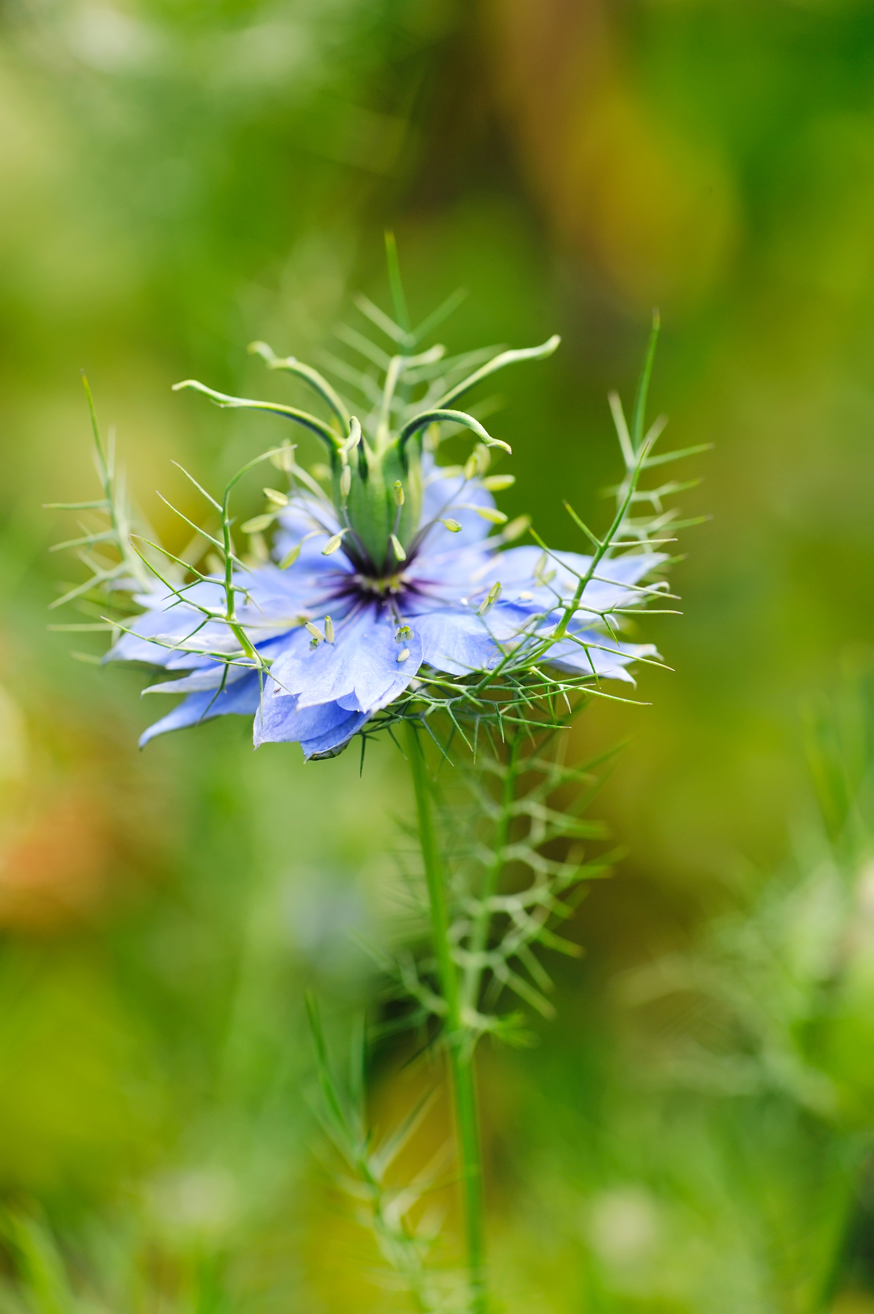 Black seed, Nigella sativa, purple blue flower